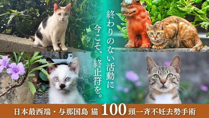 日本最西端・与那国島 猫100頭一斉不妊去勢手術。終わりのない活動に今こそ、終止符を。